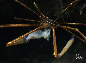 Time for a snack, This Arrow Crab takes time out for a sn... by Steven Anderson 